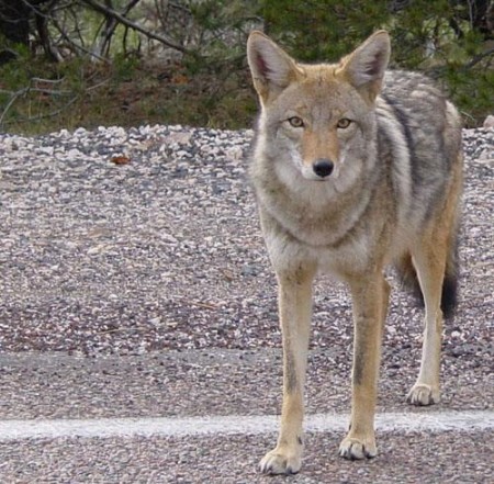 File photo of a coyote. Source: Wikimedia Commons