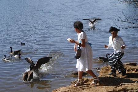 Morgan O'Keefe, 11, at left, and Kerston Moss, 8, feed the geese at Lake Murphey Candler.