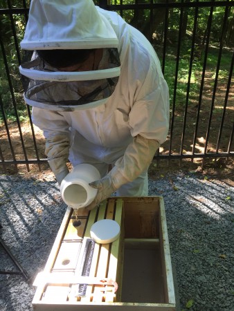 Sandy Springs Mayor Rusty Paul feeds the city's new bees.