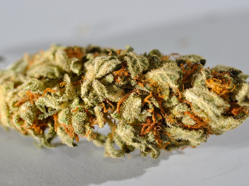 cannabis stock image