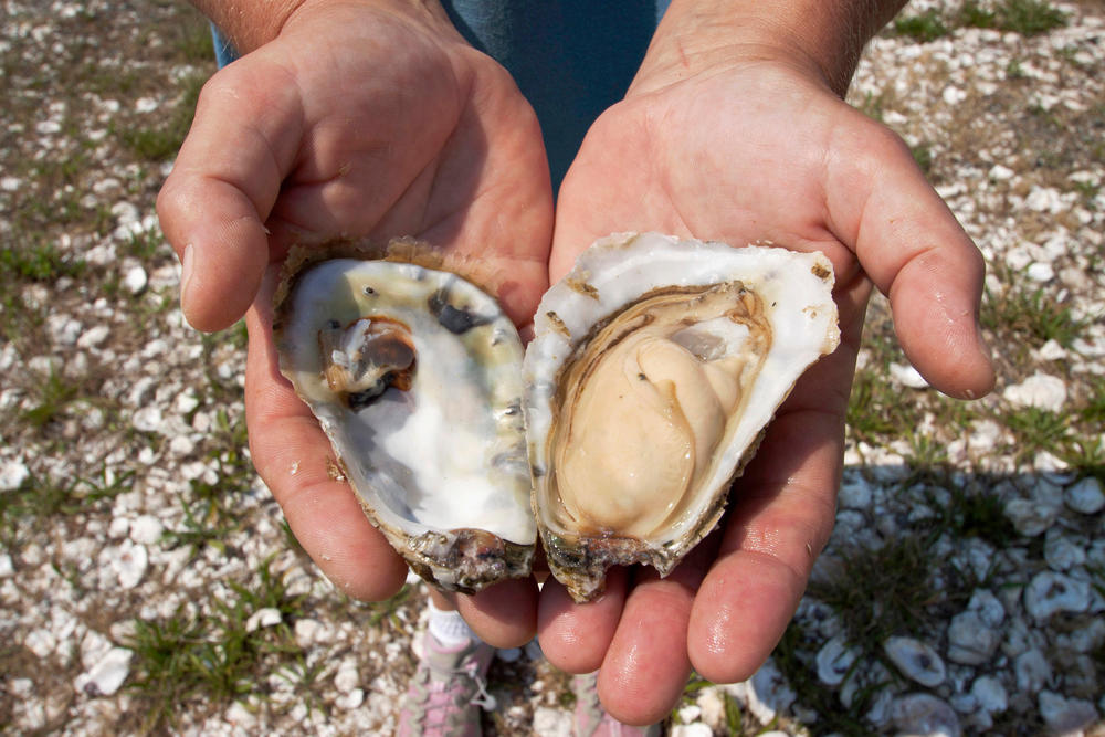 oyster season comes to a close, as risk of foodborne illness