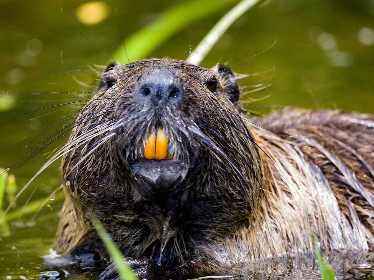beaver in close up