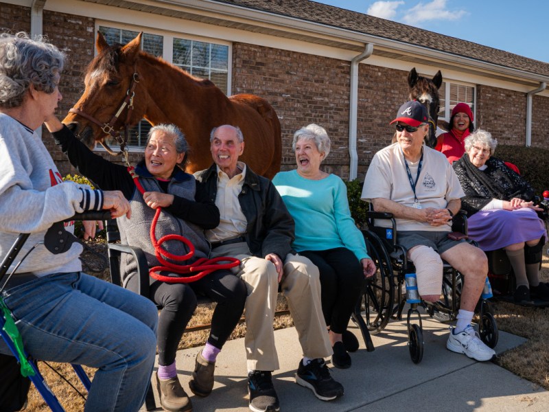 Family helps rescued racehorses lead new lives as show jumpers and therapy animals
