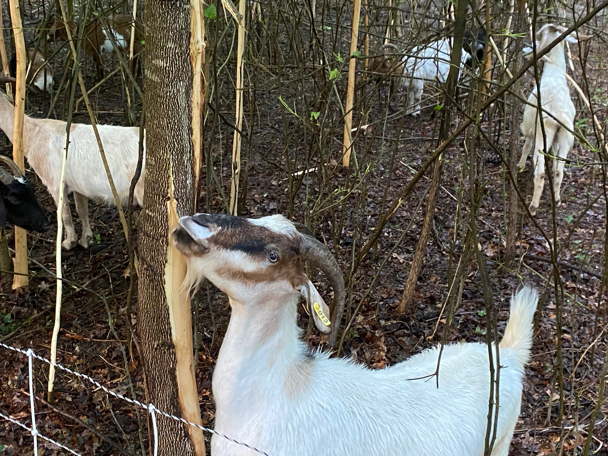 Goats provide maintenance, entertainment for Dunwoody residents - Rough ...