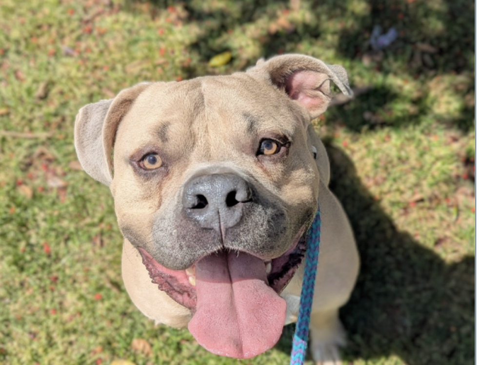 Mahjong and adoptable pets unite for a cause at Puppy Love Mahjong