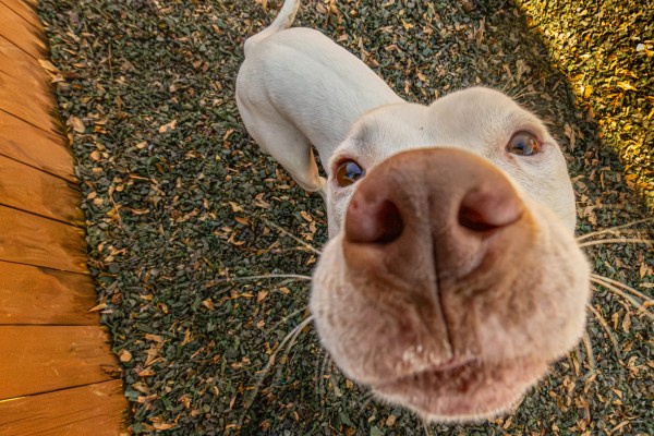 Dog at PAWS Atlanta shelter