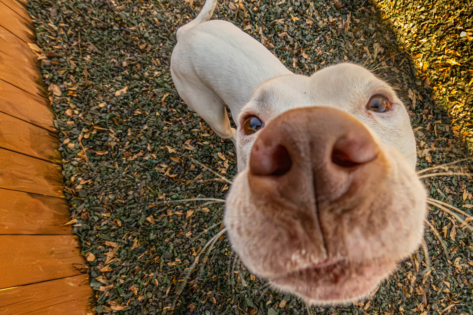 PAWS Atlanta celebrates 60th anniversary